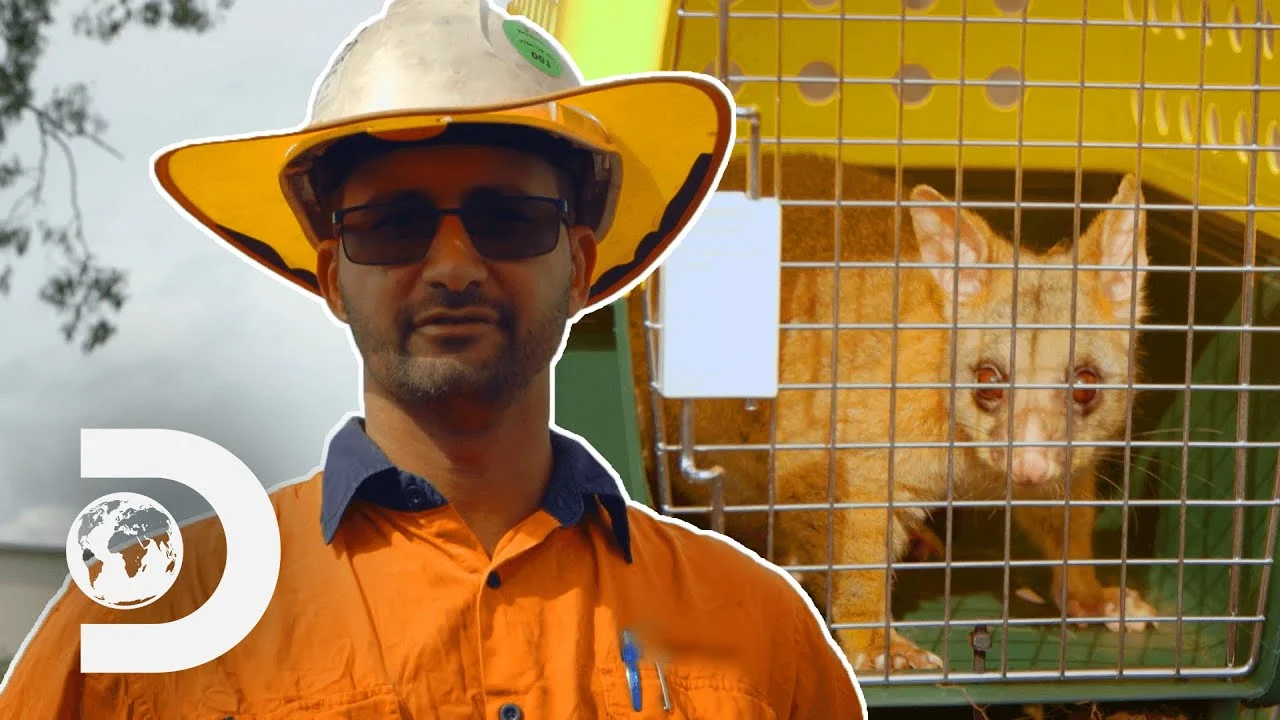 Site ecologist saving a possum from an excavator during demolition as seen on Demolition Down Under